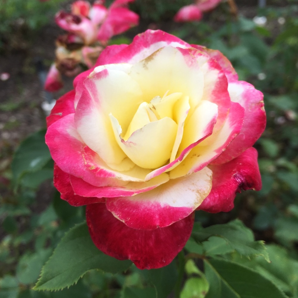 Meet your Posher, Kelly